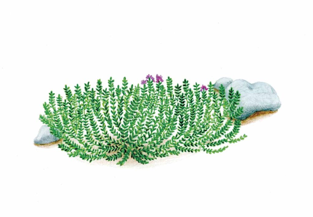 伊吹山登山日記_イラスト